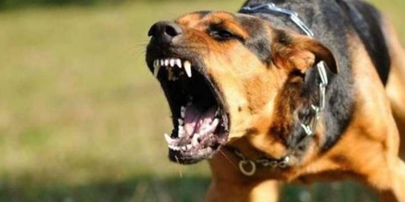 Mơ Thấy Chó Đánh Con Gì? Đi Tìm Các Đáp Án Chính Xác Nhất 6 Mơ thấy chó đánh con gì? Mộng thấy bị chó đuổi cảnh báo nguy hiểm